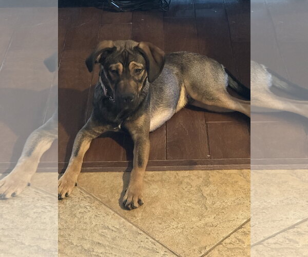 Medium Photo #11 Beagle-Unknown Mix Puppy For Sale in Valrico, FL, USA