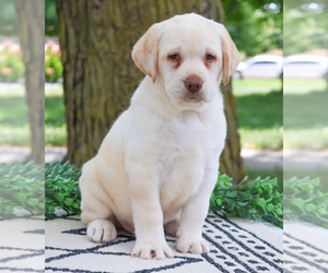 Labrador Retriever Puppy for sale in SYRACUSE, IN, USA