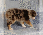 Small #7 Miniature Australian Shepherd