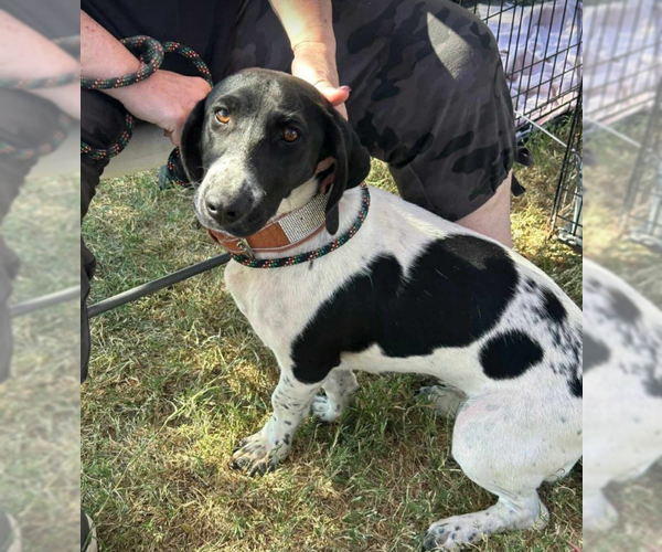 Medium Photo #1 Dachshund-Unknown Mix Puppy For Sale in Cranston, RI, USA