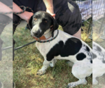 Small Dachshund Mix