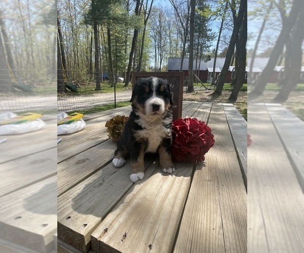 Medium Photo #2 Bernese Mountain Dog Puppy For Sale in HARRISON, MI, USA