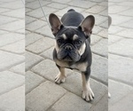 Small Photo #10 French Bulldog Puppy For Sale in MURRIETA, CA, USA