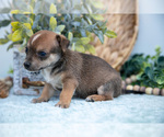 Puppy Nitro Chihuahua-Chorkie Mix