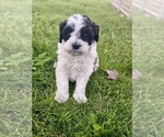 Litter of 5 - Male Cavapoo (Miniature)Litter of Puppies for Sale - Small photo