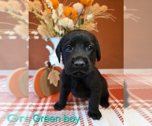 Labrador Retriever Puppy for sale in STRATTANVILLE, PA, USA