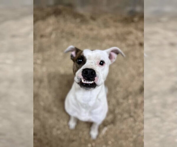 Medium Photo #3 Boxer Puppy For Sale in Maryville, TN, USA