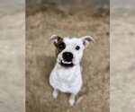 Small #2 Boxer