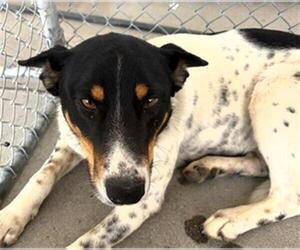 Rat Terrier-Unknown Mix Dogs for adoption in Bakersfield, CA, USA
