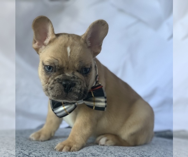 Medium Photo #15 French Bulldog Puppy For Sale in CORONA, CA, USA