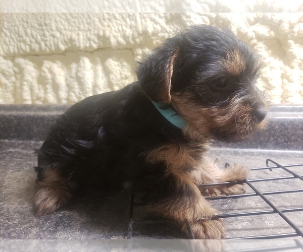 Medium Photo #5 Yorkshire Terrier Puppy For Sale in MOUNTAIN GROVE, MO, USA
