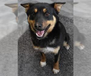 Mutt Dogs for adoption in Thief River Falls, MN, USA