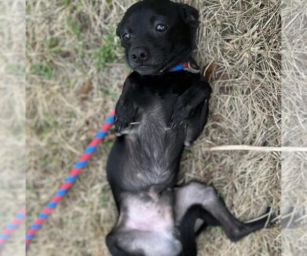 Medium Photo #4 Chihuahua-Unknown Mix Puppy For Sale in Yardley, PA, USA