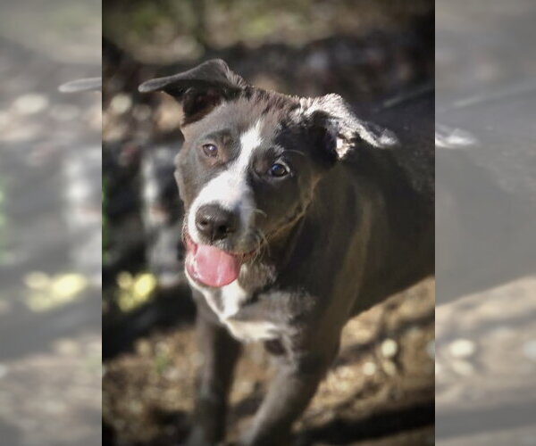 Medium Photo #2 Border Collie Puppy For Sale in Crandall, GA, USA