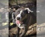 Small #1 Border Collie