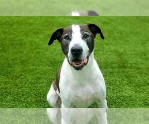 American Staffordshire Terrier-Unknown Mix Dogs for adoption in Raleigh, NC, USA