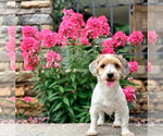 Small #1 Mutt