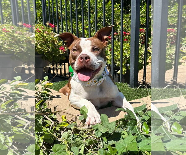 Medium Photo #11 American Boston Bull Terrier Puppy For Sale in Redlands, CA, USA