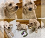 Small Photo #13 Goldendoodle Puppy For Sale in NIOTA, TN, USA
