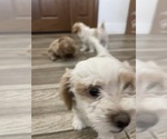 Small #15 Maltipoo