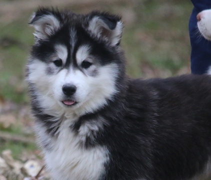 Medium Photo #1 Siberian Husky Puppy For Sale in JUNCTION CITY, OH, USA