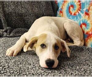 Great Pyrenees-Unknown Mix Dogs for adoption in Talladega, AL, USA