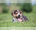 Small Photo #14 Pembroke Welsh Corgi Puppy For Sale in FORT MADISON, IA, USA