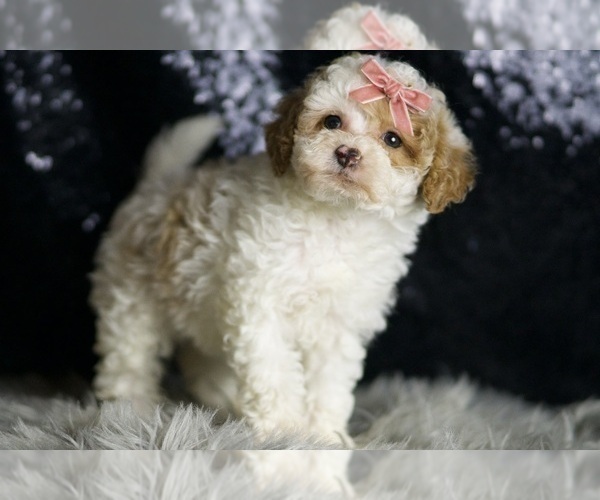 Medium Photo #21 Maltipoo Puppy For Sale in WARSAW, IN, USA