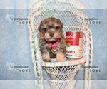 Small Photo #1 Schnauzer (Miniature) Puppy For Sale in SANGER, TX, USA