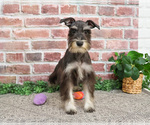 Small #10 Schnauzer (Miniature)