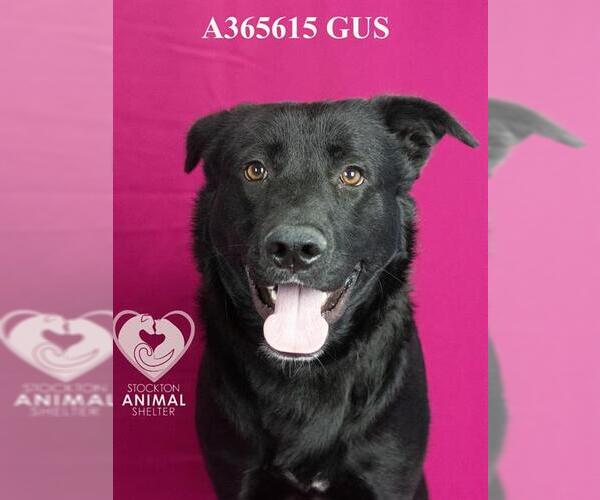 Medium Photo #2 Labrador Retriever Puppy For Sale in Stockton, CA, USA