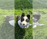 Small #3 Australian Shepherd