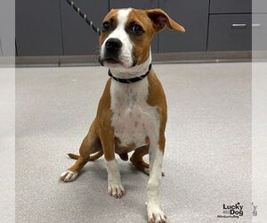 Timmy - Male Boxador Dog for Adoption - Photo #3