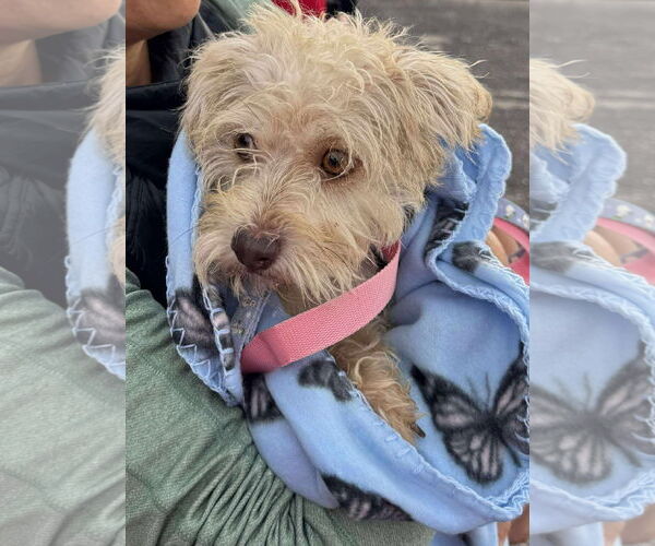 Medium Photo #3 Mutt Puppy For Sale in Grafton, WI, USA