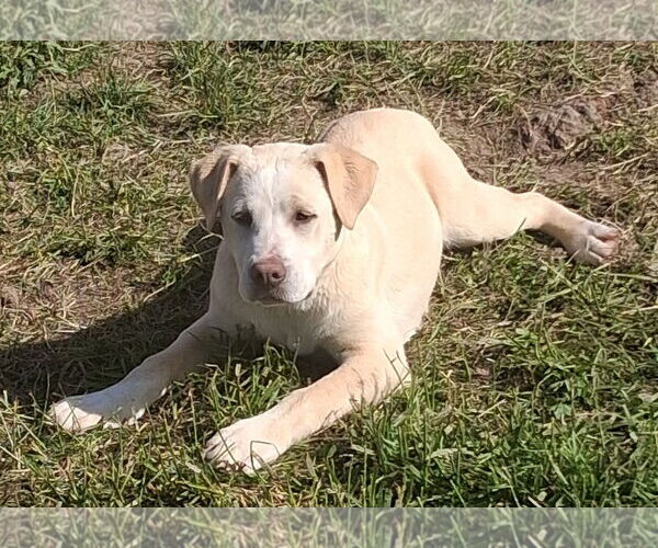 Medium Photo #2 Labrador Retriever Puppy For Sale in MIDWAY, UT, USA
