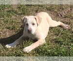 Small #1 Labrador Retriever