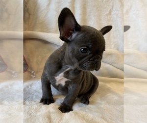 French Bulldog Puppy for sale in JOHNS ISLAND, SC, USA