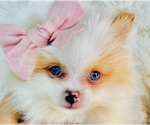 Small #12 Pomeranian