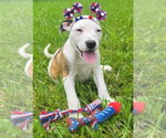 Small #1 Mountain Cur Mix