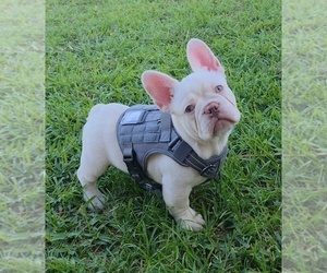 French Bulldog Puppy for sale in MIAMI, FL, USA