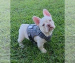 Small French Bulldog