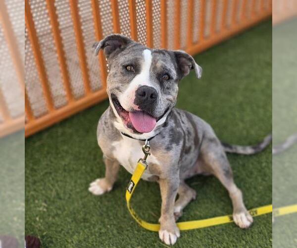 Medium Photo #2 Mutt Puppy For Sale in Las Vegas, NV, USA