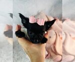 Small #11 Chihuahua
