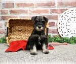 Small #13 Schnauzer (Miniature)