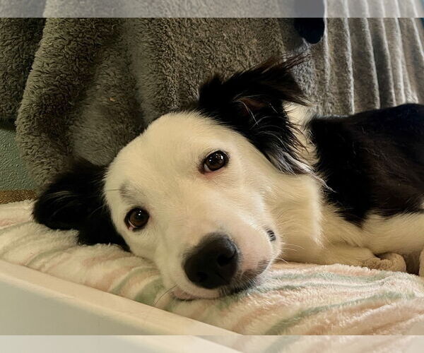 Medium Photo #2 Border Collie Puppy For Sale in Agoura Hills, CA, USA