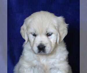 English Cream Golden Retriever Puppy for sale in MYERSTOWN, PA, USA