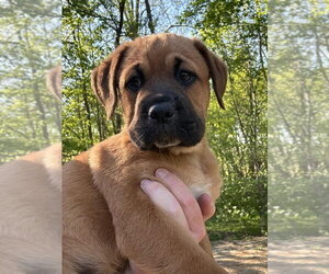 Labrador Retriever-Unknown Mix Dogs for adoption in Aurora, IN, USA