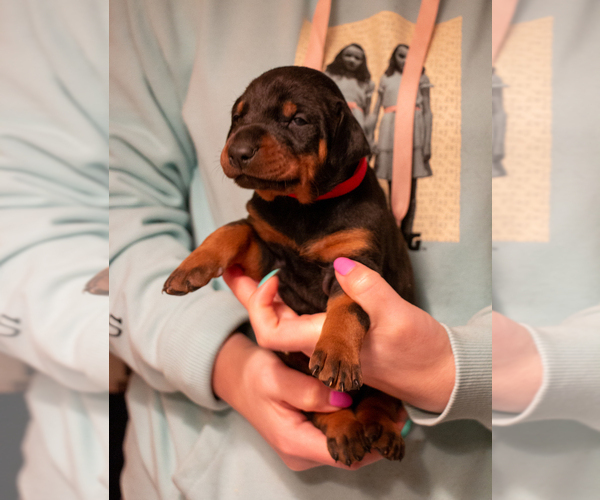 Medium Photo #8 Doberman Pinscher Puppy For Sale in PALMDALE, CA, USA