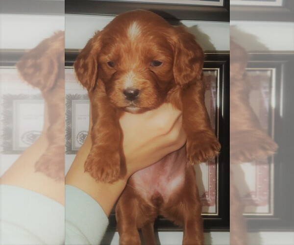 Medium Photo #1 Cavalier King Charles Spaniel-Poodle (Toy) Mix Puppy For Sale in CLARE, IL, USA