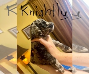 Poodle (Standard) Puppy for sale in SPARTANBURG, SC, USA